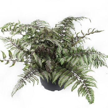 Athyrium niponicum Pictum