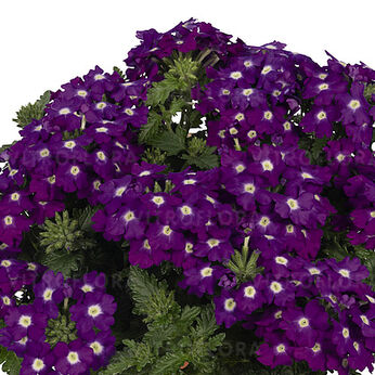 Lindolena Blue Charme