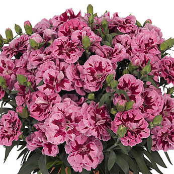 Arabella Pink 2022