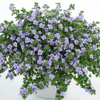 Scopia Double Lavender