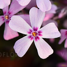 Spring® Pink Dark Eye