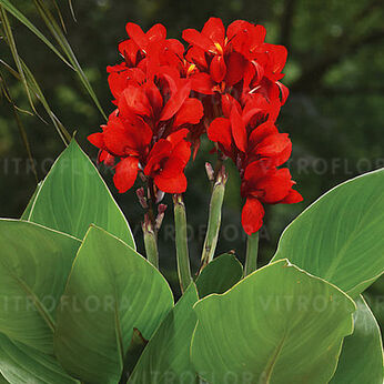Cannova Scarlet