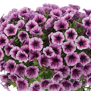 Littletunia Pink Splash