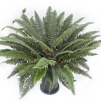 Polystichum neolobatum