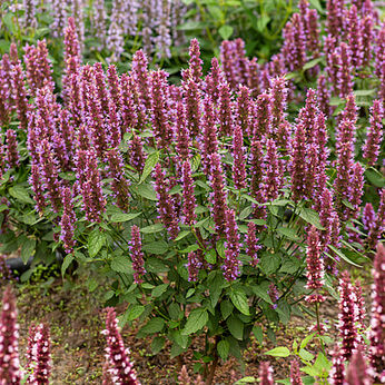 Beelicious® Purple