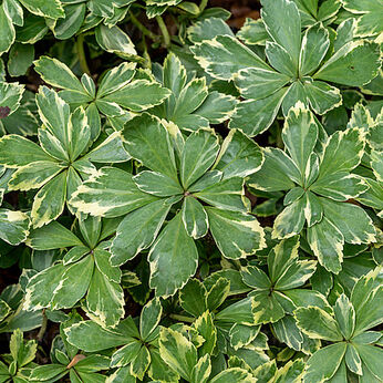 Variegata