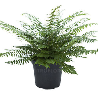 Polystichum munitum
