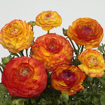 Bloomingdale II Fire Bicolour