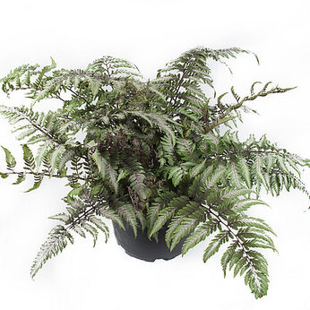 Athyrium niponicum Pictum