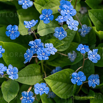 Omphalodes verna