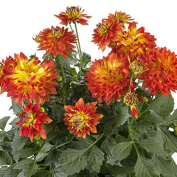 Labella® Maggiore Fun Flame