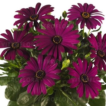 Margarita Cool Purple