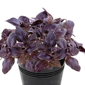 Purple Basil