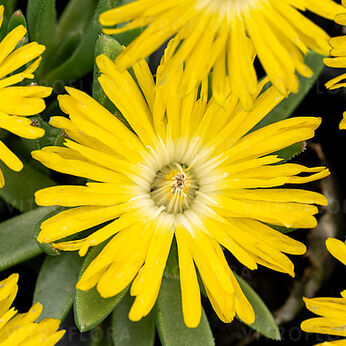 Delosperma congestum