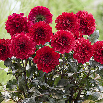 LaBella® Grande Chocolate Red