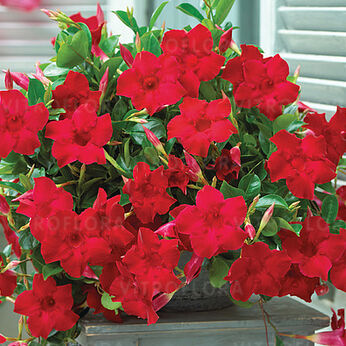 Sundaville® Classic Velvet Red
