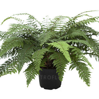 Polystichum yunnanense