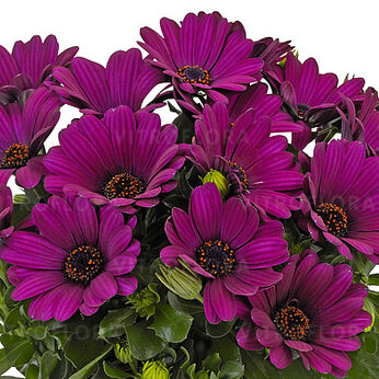 Margarita Purple