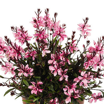 Graceful Pink