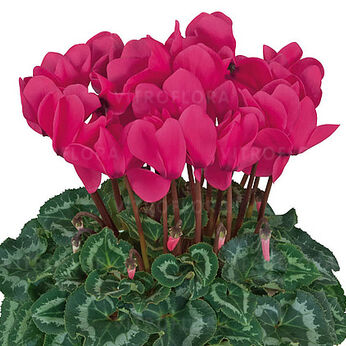Halios HD Fuchsia Neon 2077