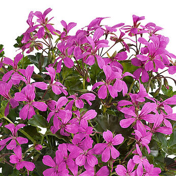 Balcon Lilac