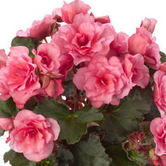 BK Collection Glory Pink