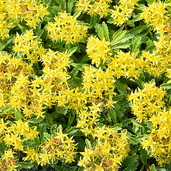 Sedum floriferum