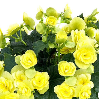 BK Collection Yellow