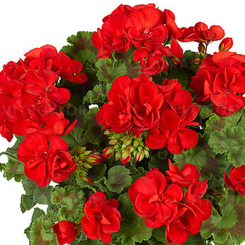 Trendix Bright Red