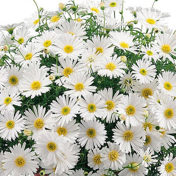 Surdaisy White