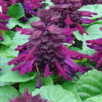 Reddy Purple