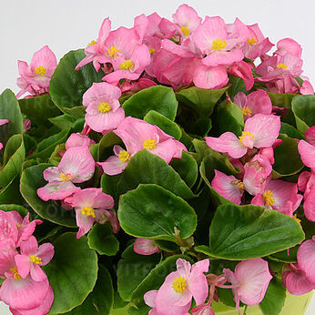 Premium Plus Pink