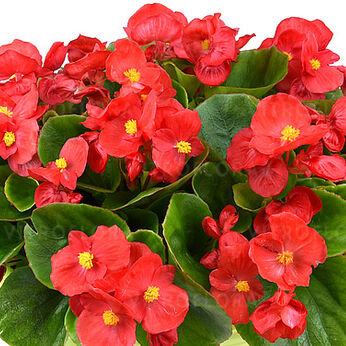 Premium Plus Red