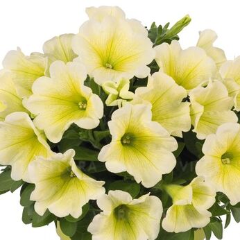 Potunia™ Yellow 2025