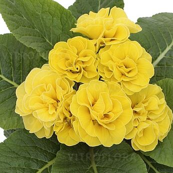 Hethor Petticoat Double Yellow