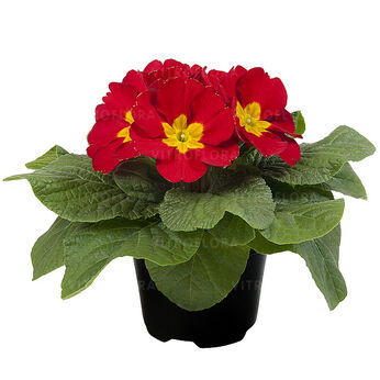 Paradiso Mid Red