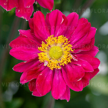 Summer Breeze Double Ruby