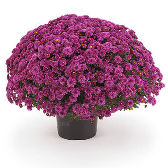 Rosanna Dark Pink