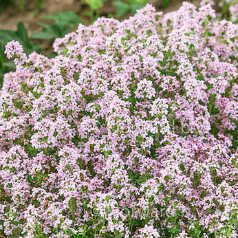 Thymus vulgaris