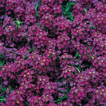 Wonderland Deep Purple