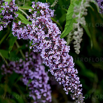 Wisteria Lane