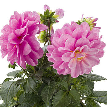 Labella® Medio Pink