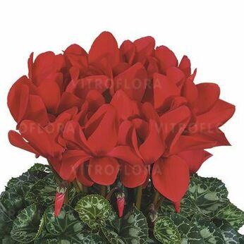 Halios Rouge Rebelle 2011 (Red Rebelle)
