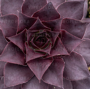 BigSam™ Black Cherry