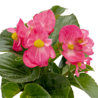 Mega Cool Rose