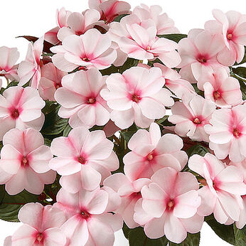 Harmony Candy Cream