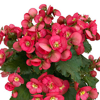 Dreams® Garden Macarazz