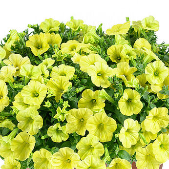 Capella Hello Sunshine