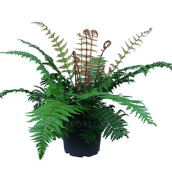 Dryopteris wallichiana Jurassic Gold