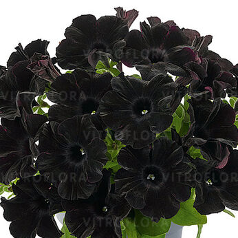 Space Black